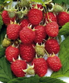 Heritage Red Raspberry Plant - 3.25" Pot