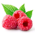 Heritage Red Raspberry Plant - 3.25" Pot