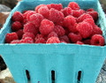 Heritage Red Raspberry Plant - 3.25" Pot