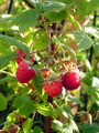 Heritage Red Raspberry Plant - 3.25" Pot