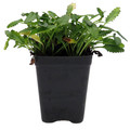 Dwarf Betony - Stachys minima - 2.5" Pot - Terrarium/Fairy Garden/House Plant