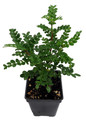 Edible Yellowwood / Pepper Tree Plant - 2.5" Pot - Terrarium/Fairy Garden/House Plant