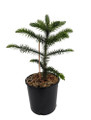 Monkey Puzzle Tree - Araucaria araucana - Chile Pine - Gallon Pot - Indoors/Out