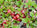 Massachusetts Bearberry Plant - Arctostaphylos - Medicinal/Herbal - Quart Pot