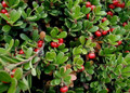 Massachusetts Bearberry Plant - Arctostaphylos - Medicinal/Herbal - Quart Pot