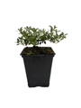Massachusetts Bearberry Plant - Arctostaphylos - Medicinal/Herbal - Quart Pot