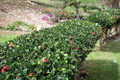 Massachusetts Bearberry Plant - Arctostaphylos - Medicinal/Herbal - Quart Pot