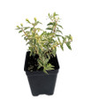 Mini Variegated Biblical Myrtle - Myrtus - 2.5" Pot - Fairy Garden/Houseplant