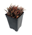 Chocolate Sedge Grass - Carex berggrenii - 2.5" Pot - Fairy Garden