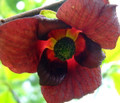 Paw Paw Trees 2 Plants - Banana fruit - Asimina triloba - PawPaw - Gallon Pots