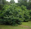 Paw Paw Trees 2 Plants - Banana fruit - Asimina triloba - PawPaw - Gallon Pots