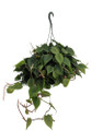 Heart Leaf Philodendron - Easiest House Plant to Grow - 6" Hanging Basket