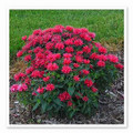 Cherry Pops Bee Balm - Monarda - Compact - Gallon Pot