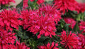 Cherry Pops Bee Balm - Monarda - Compact - Gallon Pot