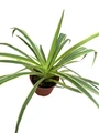 Reverse Variegated Spider Plant - Cleans the Air- 3.5" Pot