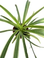 Reverse Variegated Spider Plant - Cleans the Air- 3.5" Pot