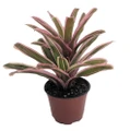 Donger Vase Plant - Great Houseplant - 4" Pot - Neoregelia - Bromeliad