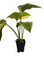 Victory Hosta - Hosta of the Year for 2015 - Quart Pot