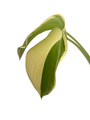 Victory Hosta - Hosta of the Year for 2015 - Quart Pot