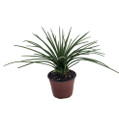 Spaghetti Strap Agave Plant - 6" Pot - Agave geminiflora