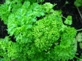 Curly Leaf Parsley Herb - 3" Pot - Indoors or Out