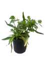 Honeysong Purple Stokes Aster Perennial - Stokesia - Gallon Pot