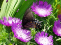Honeysong Purple Stokes Aster Perennial - Stokesia - Gallon Pot