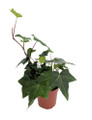 Green Algerian Ivy - Hedera algeriensis - 4" Pot - Indoors or Out