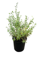 Walker's Low Catmint Perennial - Nepeta faassenii - Live Plant - Gallon Pot