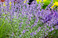Walker's Low Catmint Perennial - Nepeta faassenii - Live Plant - Gallon Pot