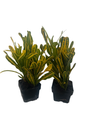 Banana Croton - 2 Pack 3" Pots - Colorful House Plant
