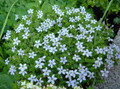 Baby Blue Star Carpet Plant - Pratia pedunculata  - 2.5" Pot -Fairy Garden Plant