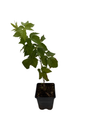 Ohio Treasure Everbearing Black Raspberry - 3.25" Pot - Extremely Hardy/Prolific