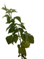 Ohio Treasure Everbearing Black Raspberry - 3.25" Pot - Extremely Hardy/Prolific