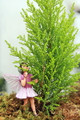 Lemon Scented Cypress - Indoors/Out/Fairy Garden - 2.5" Pot
