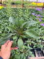 Fireworks Goldenrod Perennial - Solidago rugosa - Quart Pot