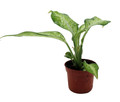 Camouflage Dieffenbachia Plant - Exotic - 2.5" Pot