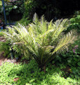 Brazilian Tree Fern - Blechum brasiliense - Exotic - Dwarf - 6" Pot