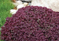 SunSparkler Firecracker Sedum - Stonecrop - Magic in the Sun - Quart Pot