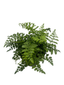 Austral Gem Fern - 6" Pot - Asplenium dimorphum