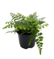 Austral Gem Fern - 6" Pot - Asplenium dimorphum