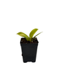 Moonlight Philodendron - 2.5" Pot