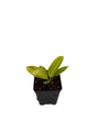 Moonlight Philodendron - 2.5" Pot