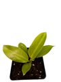 Moonlight Philodendron - 2.5" Pot