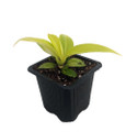 Moonlight Philodendron - 2.5" Pot