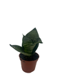 Hahnii Birdsnest Snake Plant - Sanseveria - Almost Impossible to Kill! - 2" Pot