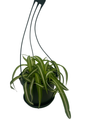 Bonnie Curly Spider Plant -Cleans the Air - 6" Hanging Basket