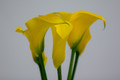 Universe Calla Lily Bulb 14/16cm - Lemon Yellow