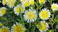 Delosperma WOW (Wheels of Wonder) Limoncello Ice Plant - Live Plant - Quart Pot