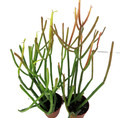 Firesticks Pencil Cactus - Euphorbia - 2 pack 2" pots - Hard to kill